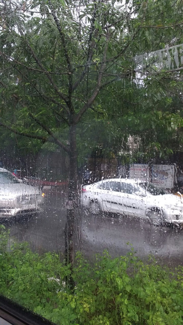 Rains enhance greenery