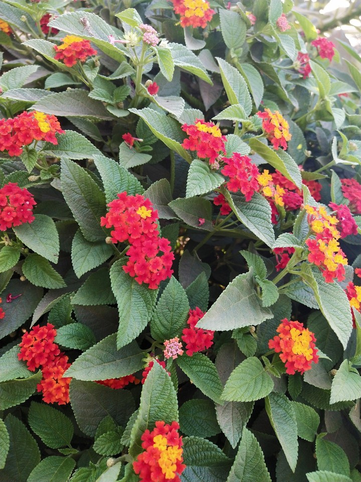 smallflower