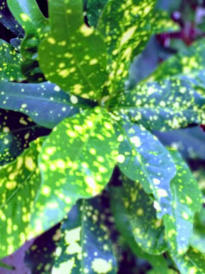 leaf
