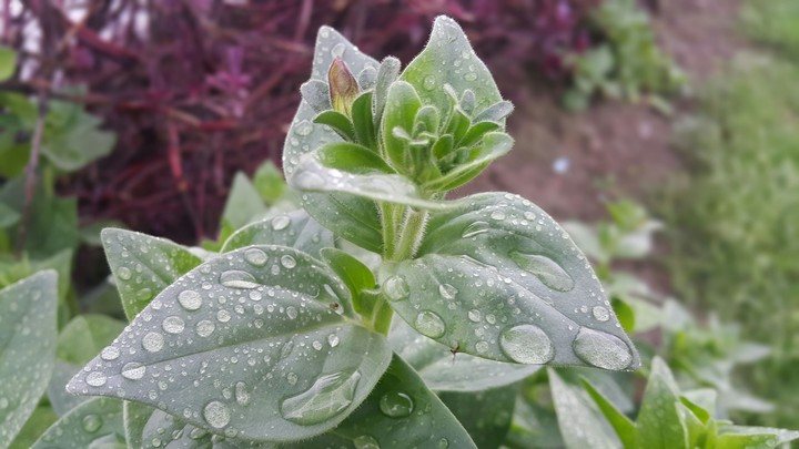 water drops on leaves
