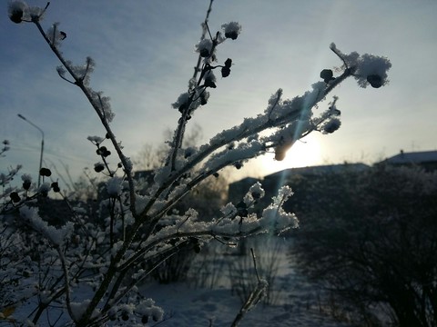 Winter tree...