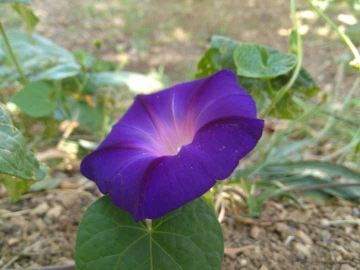 ‌A purple flower  .It can inspire me the love