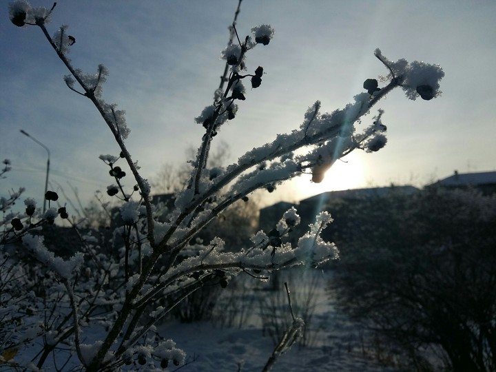 Winter tree...
