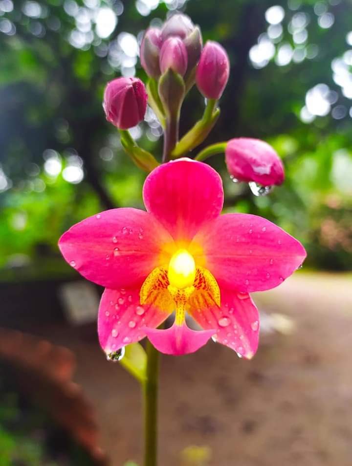 flowers