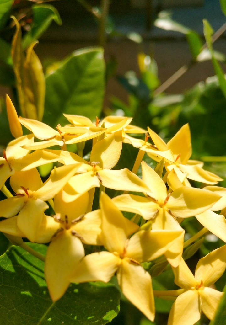 Yellow beauty
