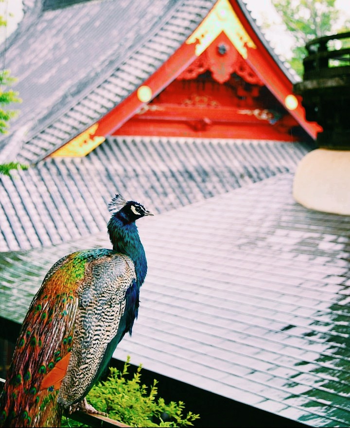 Peacock