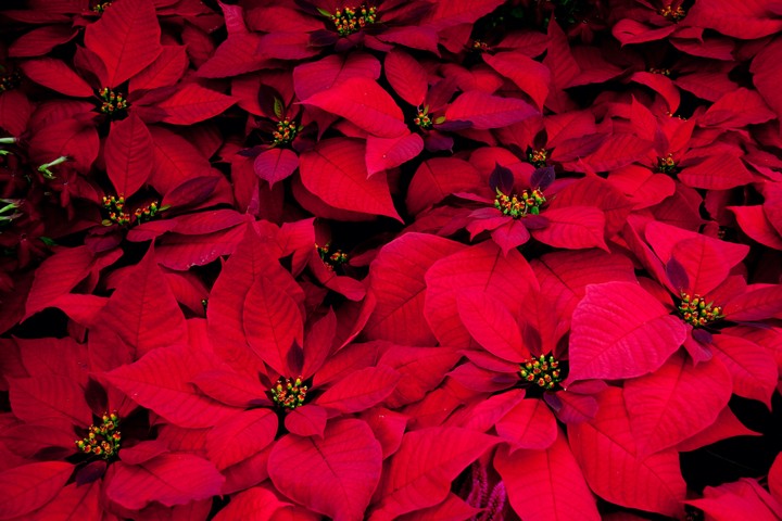 Red flowers