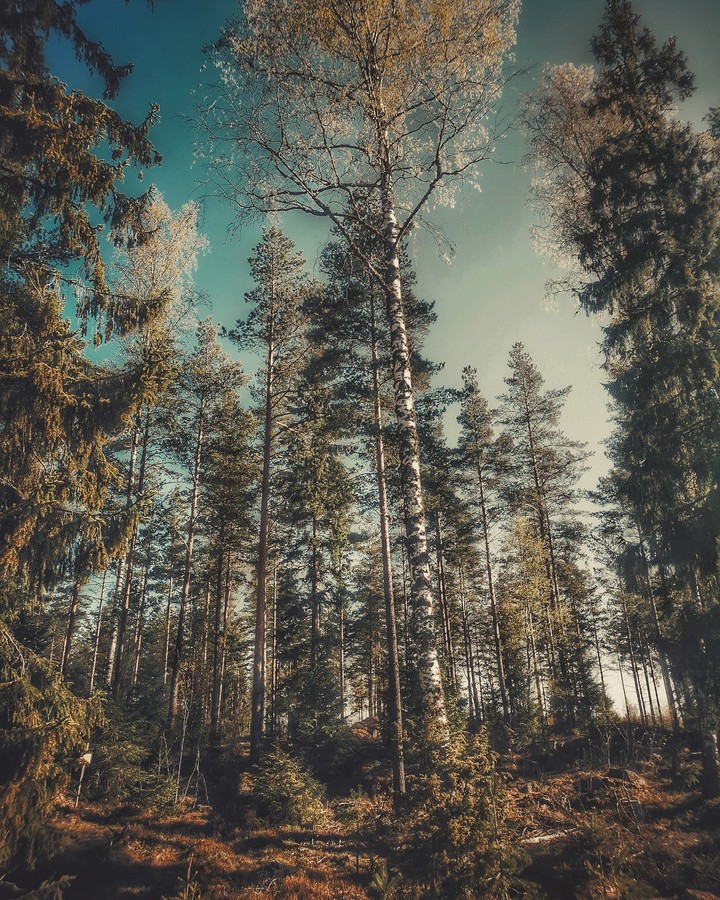 Spring forest