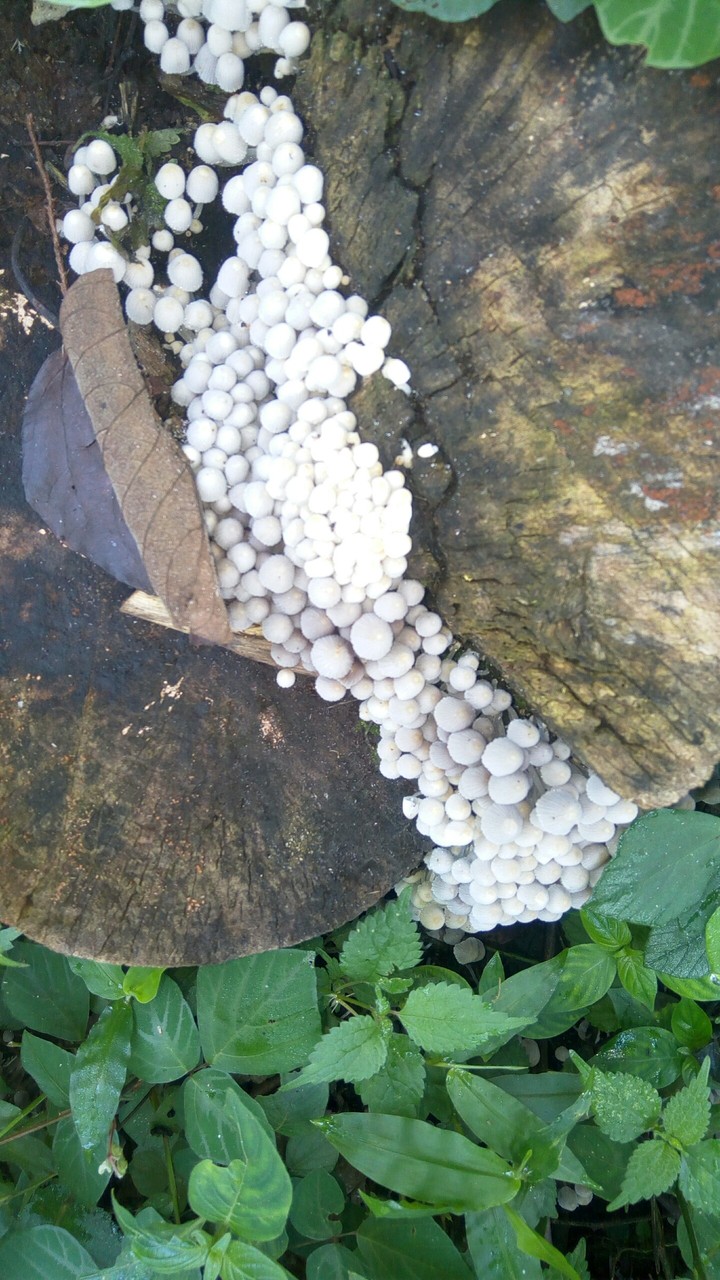 Mushrooms