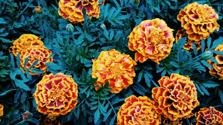 Tagetes