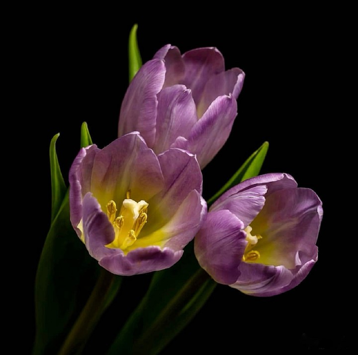 tulip