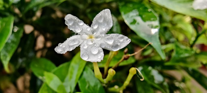 Garden plant...