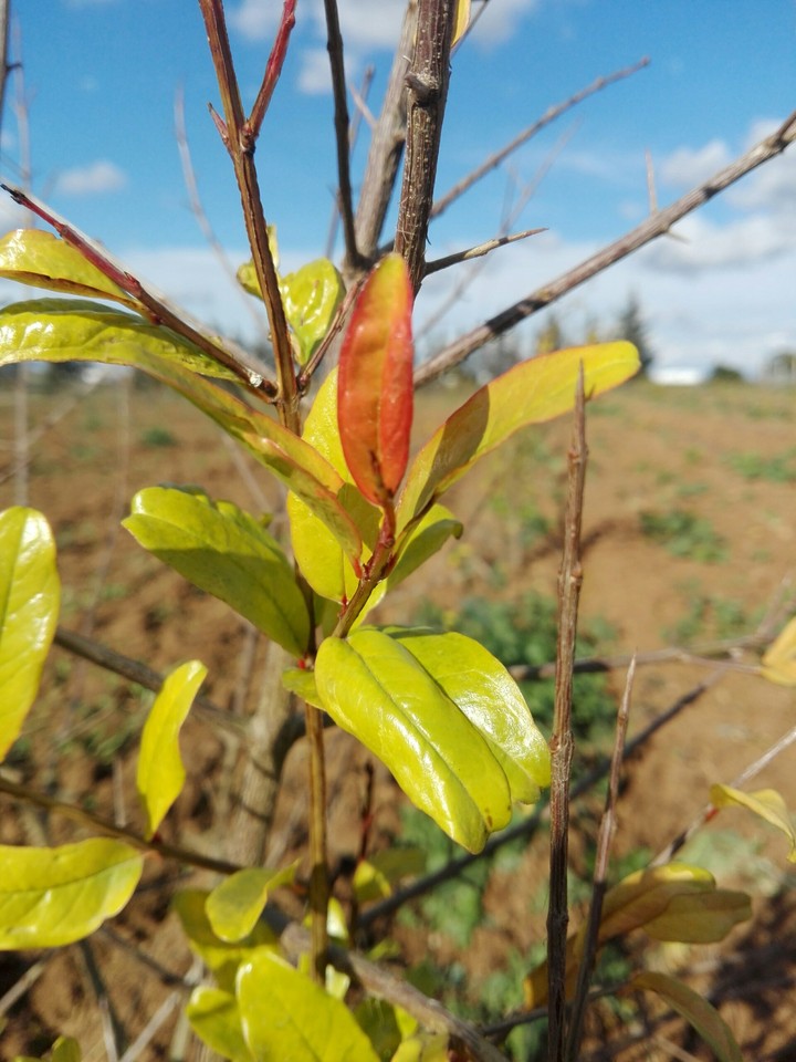 pomegranate