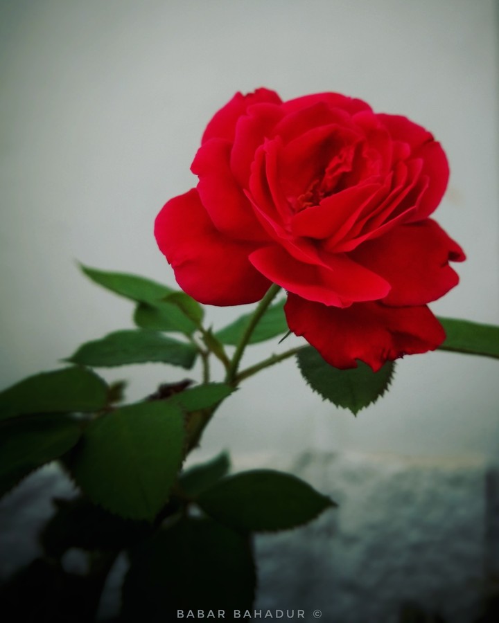 The Red Rose