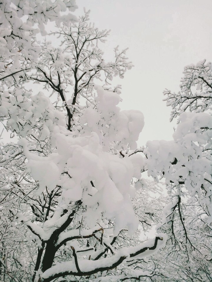 Snow forest