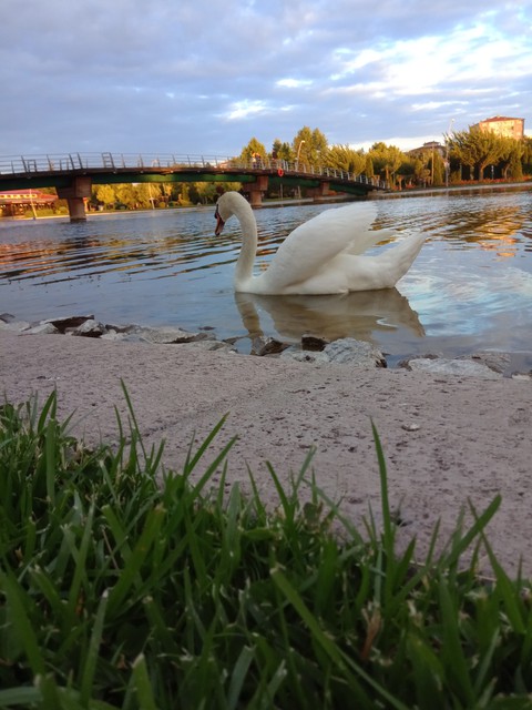 sfondi plant, bird