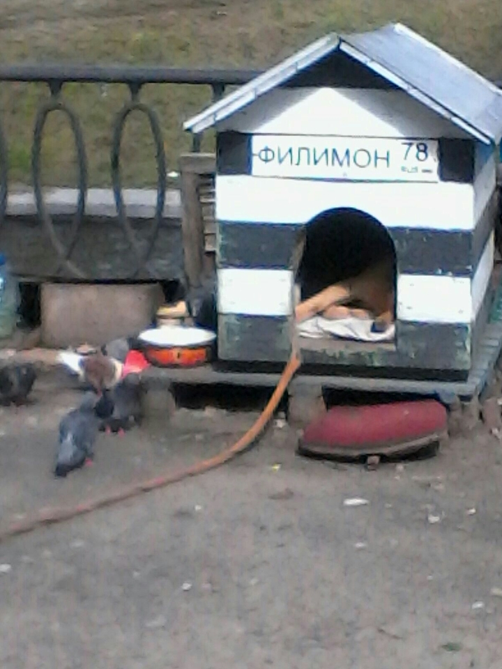 dog filimon