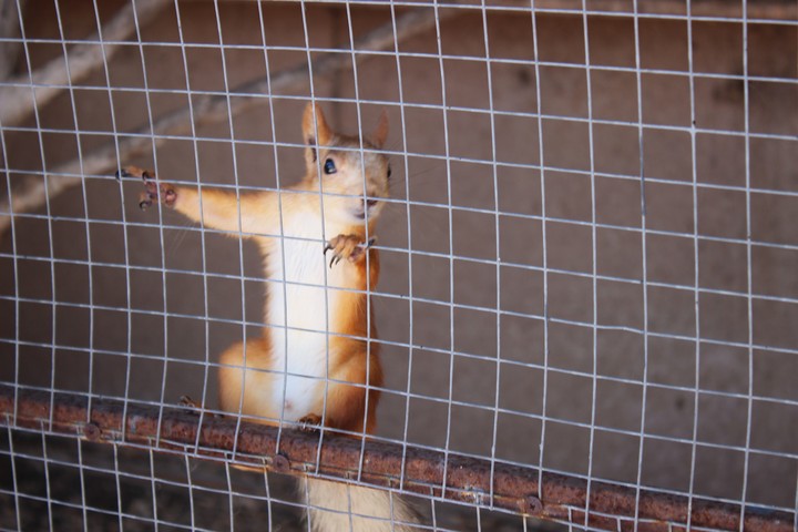 Squirrel in Zoo