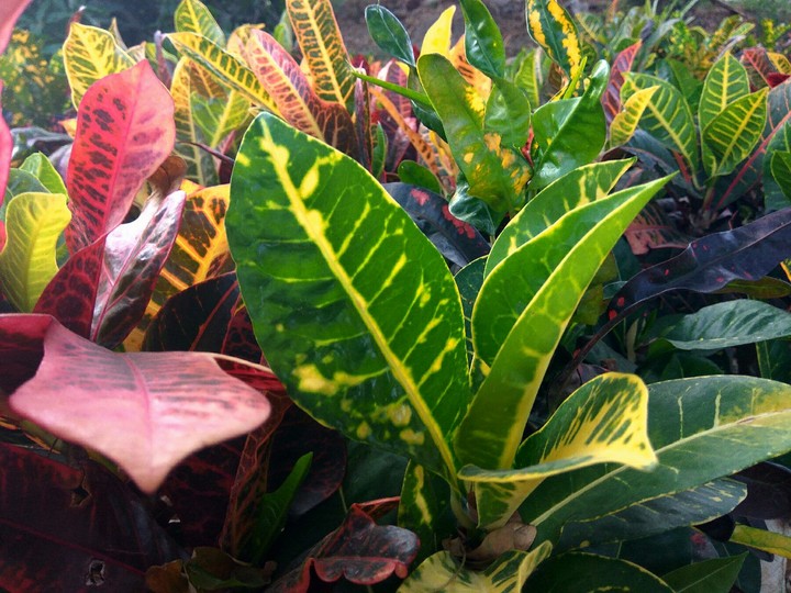 Leaves