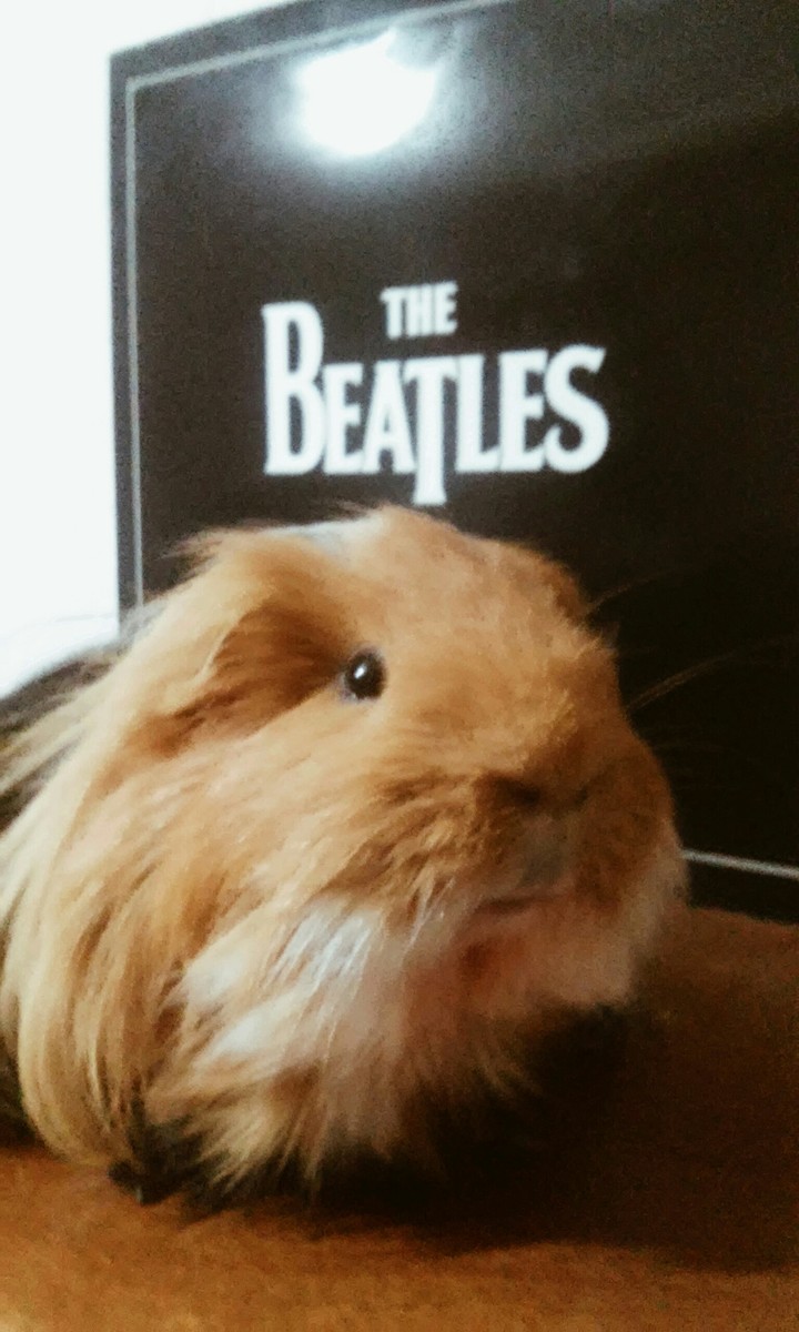 Flan The Guinea pig