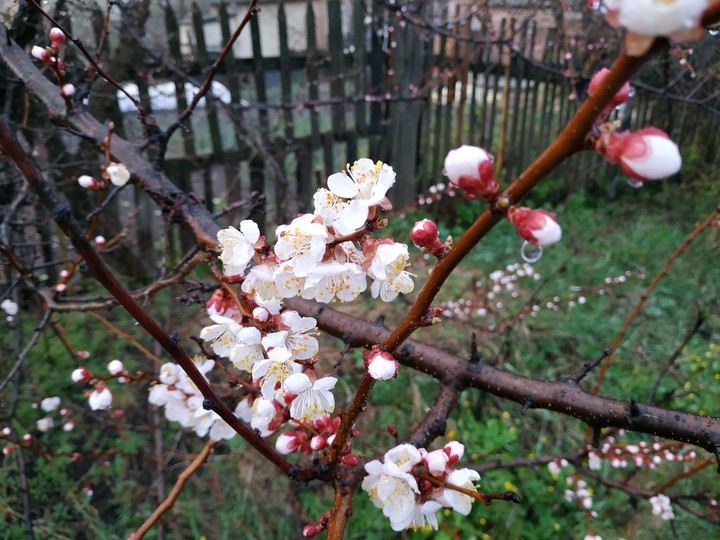 Spring is coming. Весна іде. Весна...