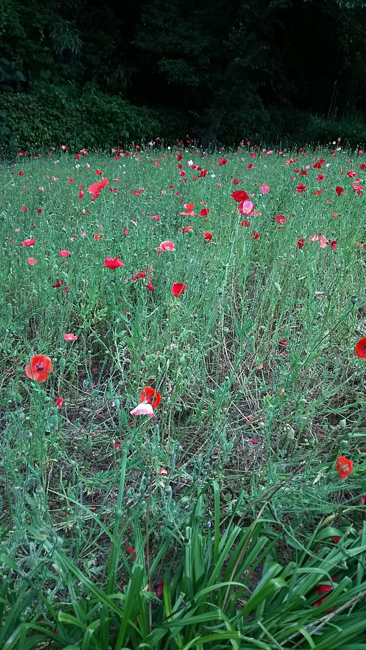 Poppy