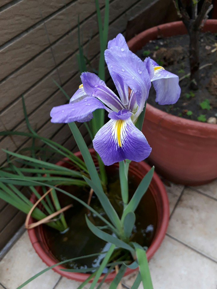 iris