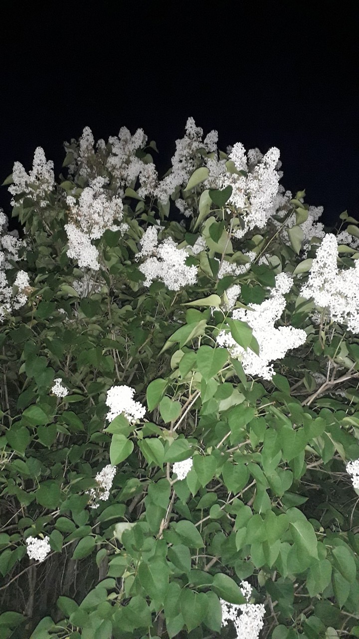 сирень