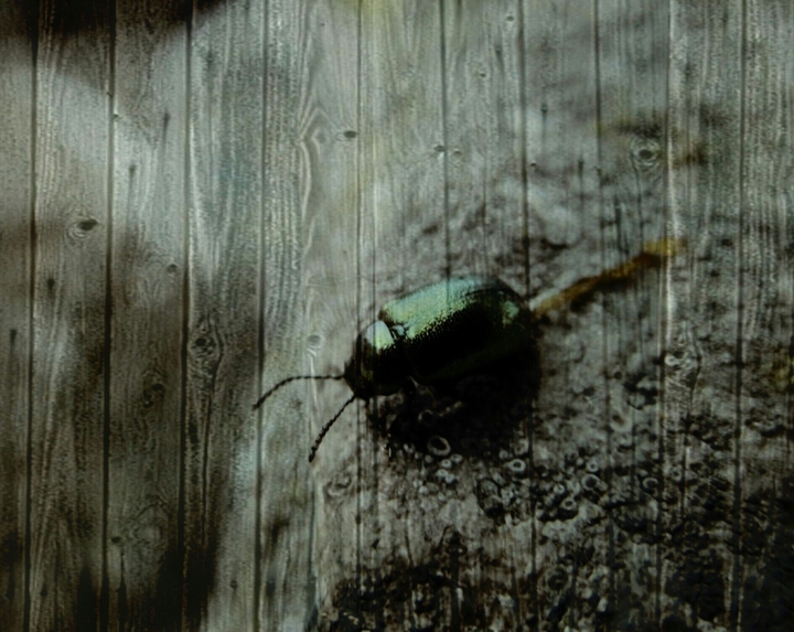 bug