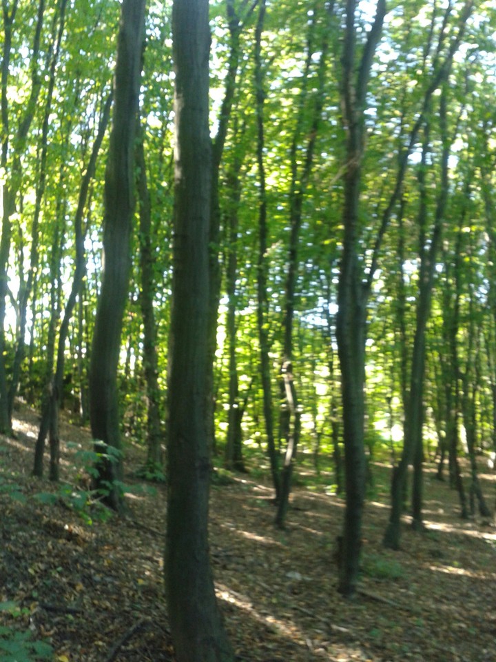 Wood