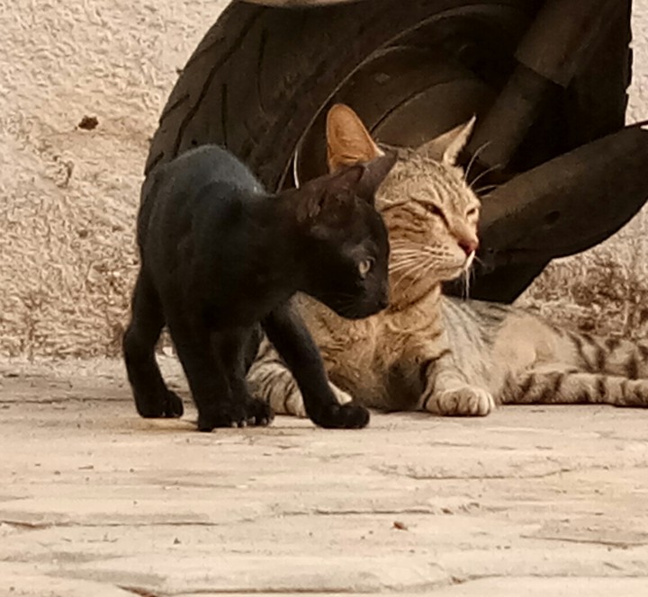 blackcat