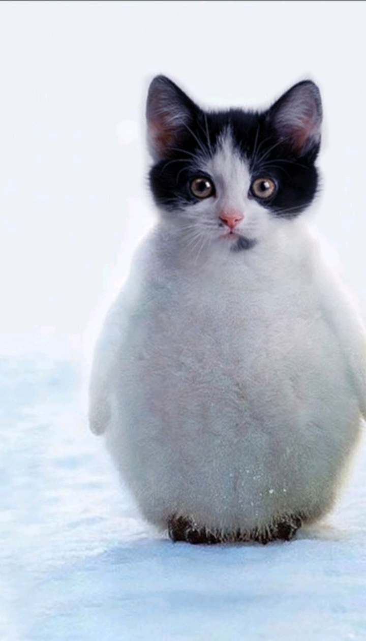 Cat-Pinguin