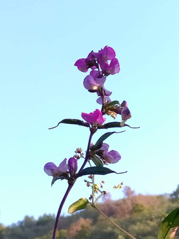 Blooming