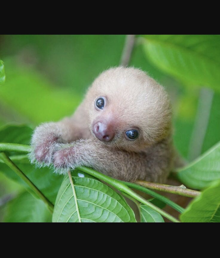 Sloth