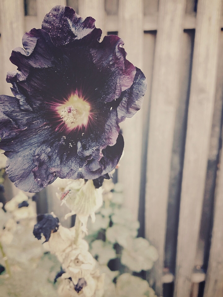 Purple Flower
