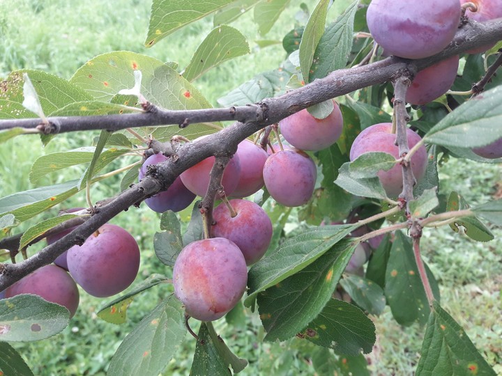 я слива садовая, спелая, лиловая
