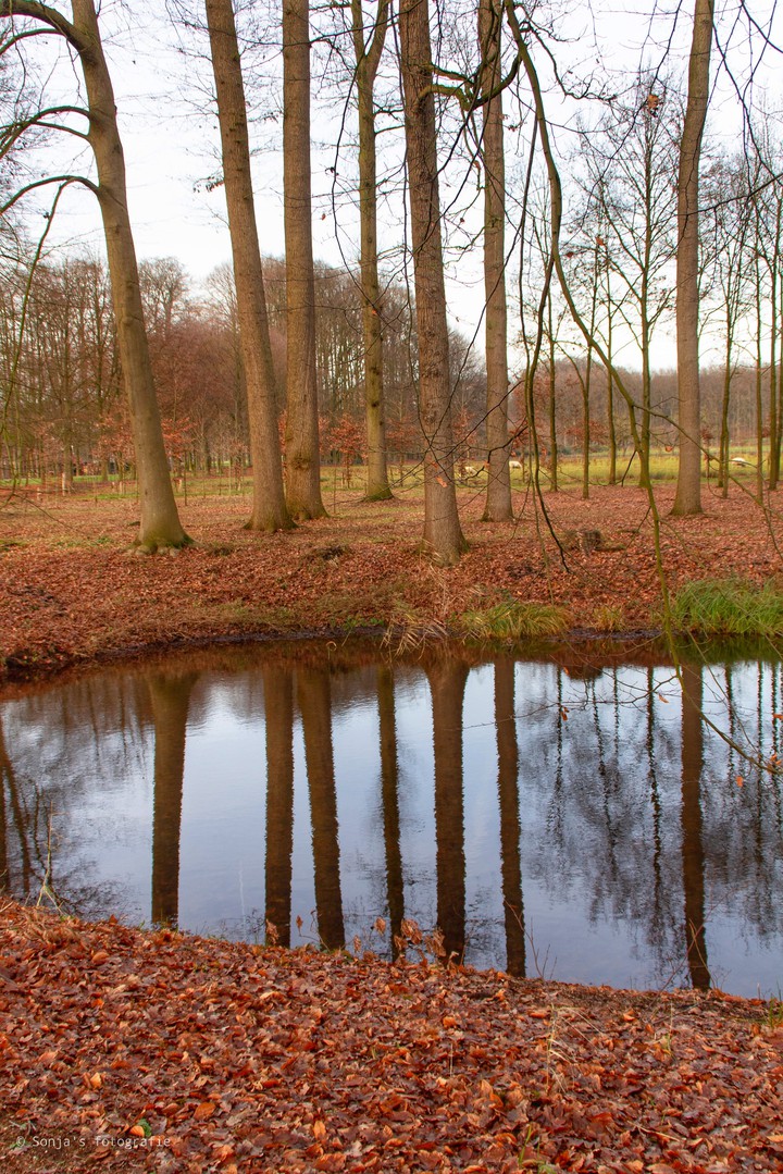 reflection