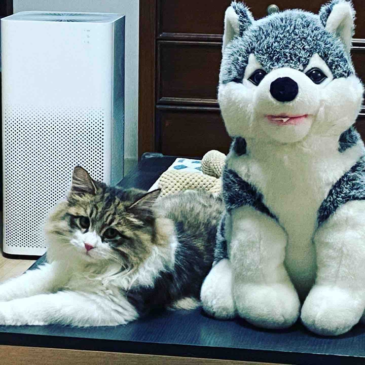고양이