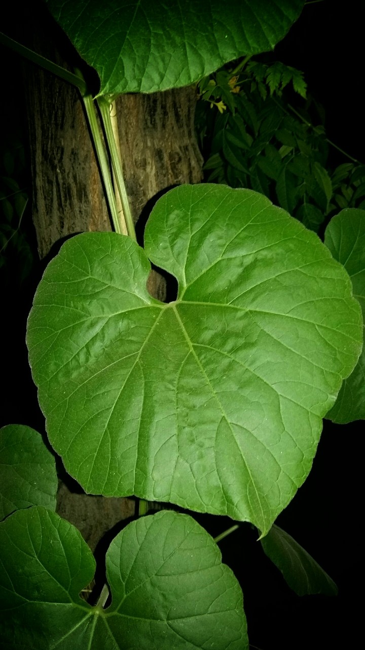 Heart Leaf