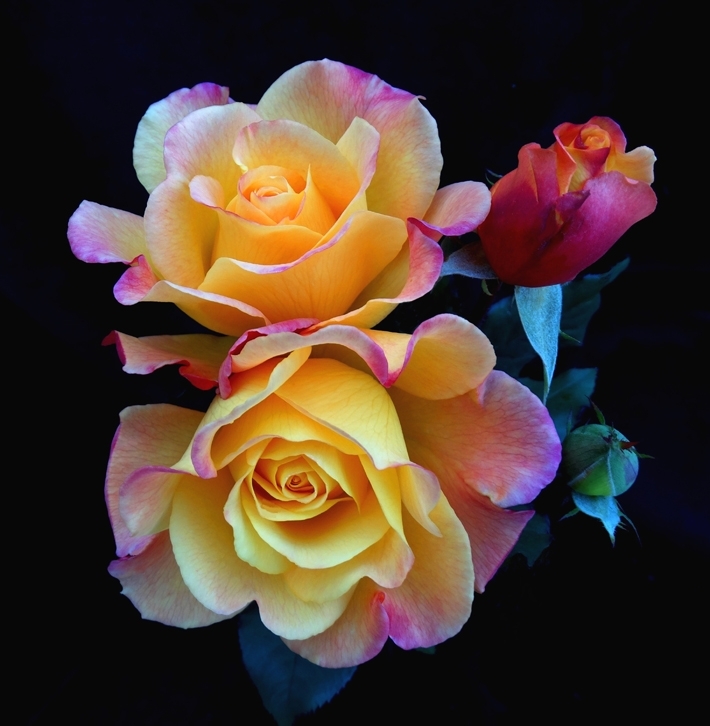 Rosa 'Rio Samba'