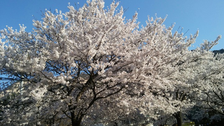 대전동학사 벚꽃