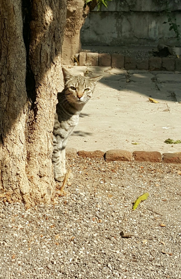 cat