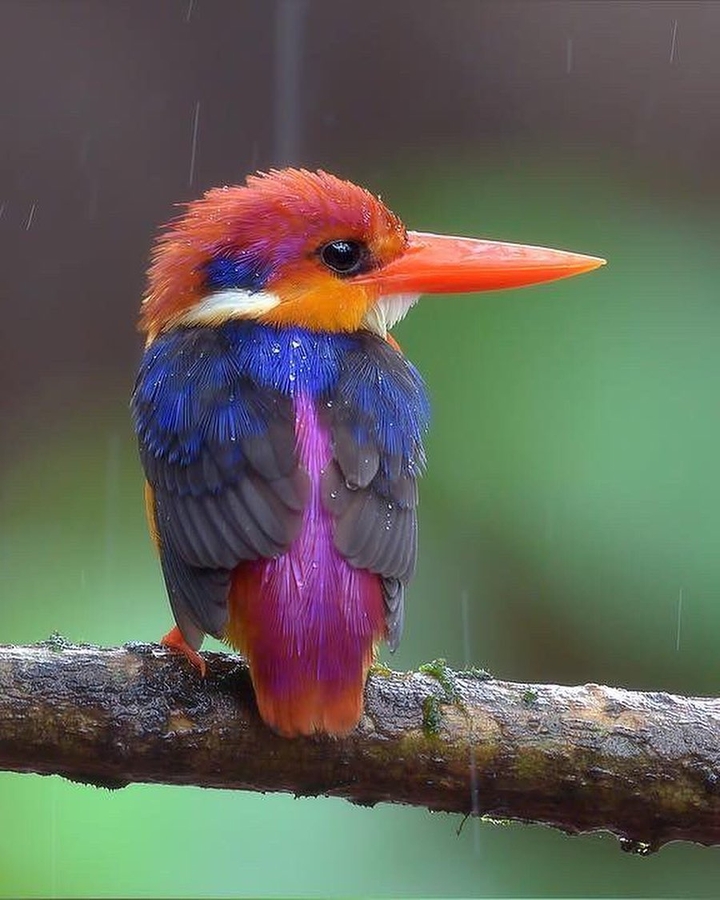 beautifull bird