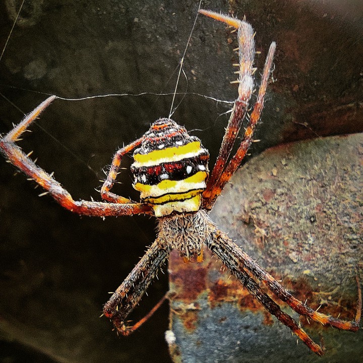 macro