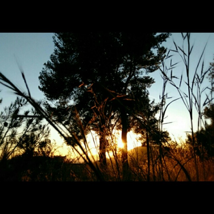 Sun between Forest