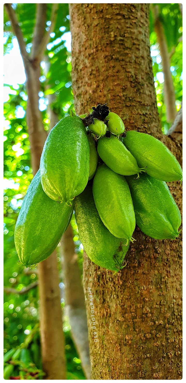Belimbing buluh