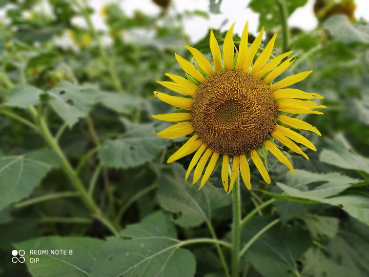 sunflower