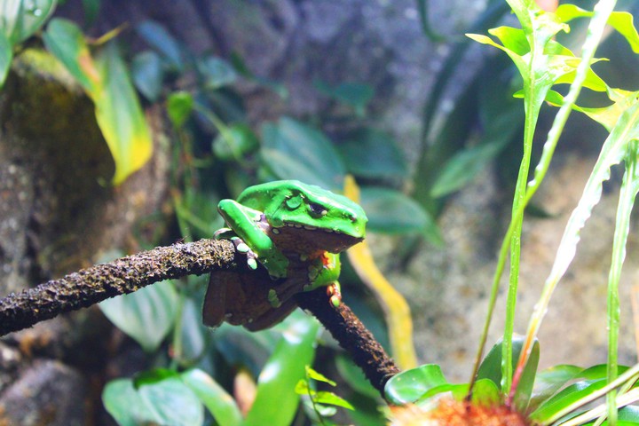 Green Frog, Singapore Zoo