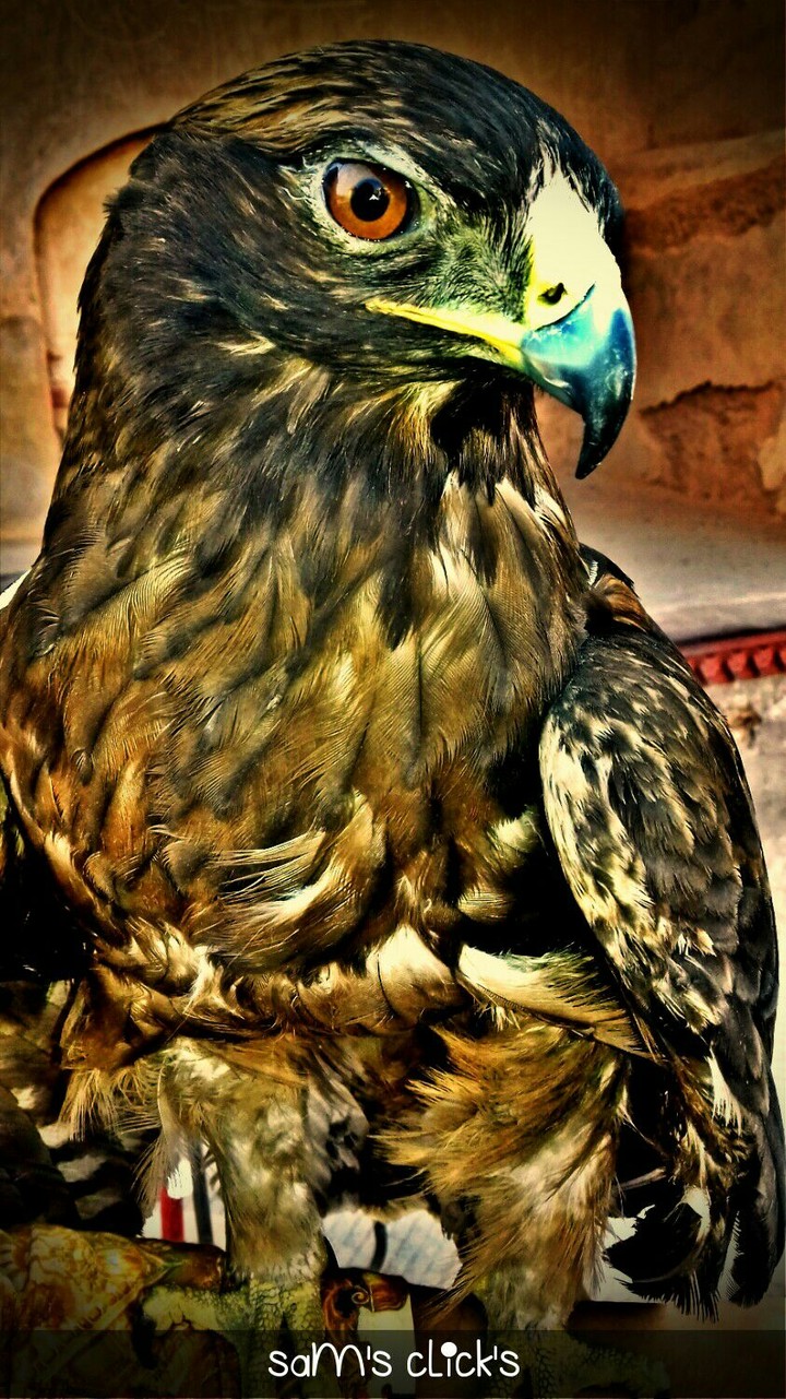 bird