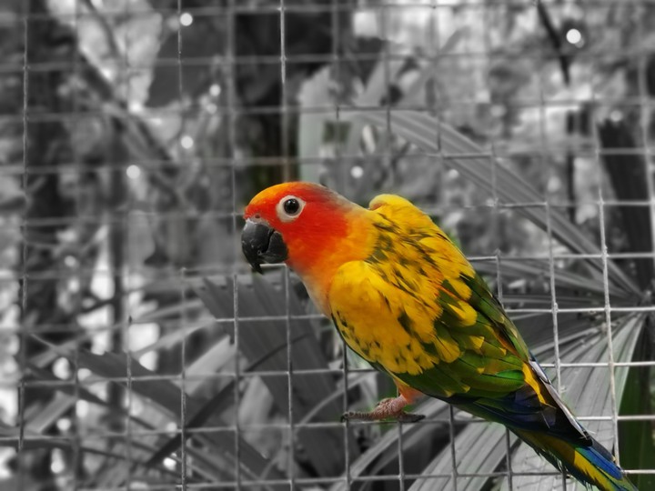 conure